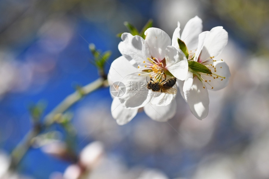 花的绿色春天背景美丽的盛开树与自然中蜜蜂花麦卢卡图片