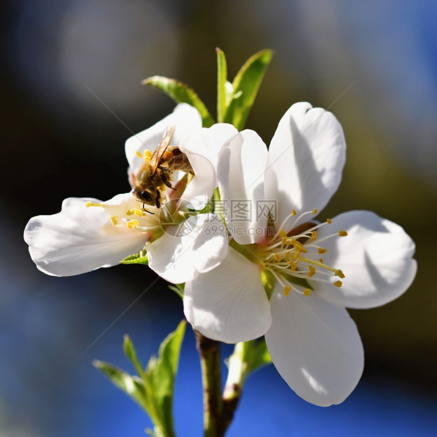 照片春天背景美丽的盛开树与自然中蜜蜂花翅膀糖图片
