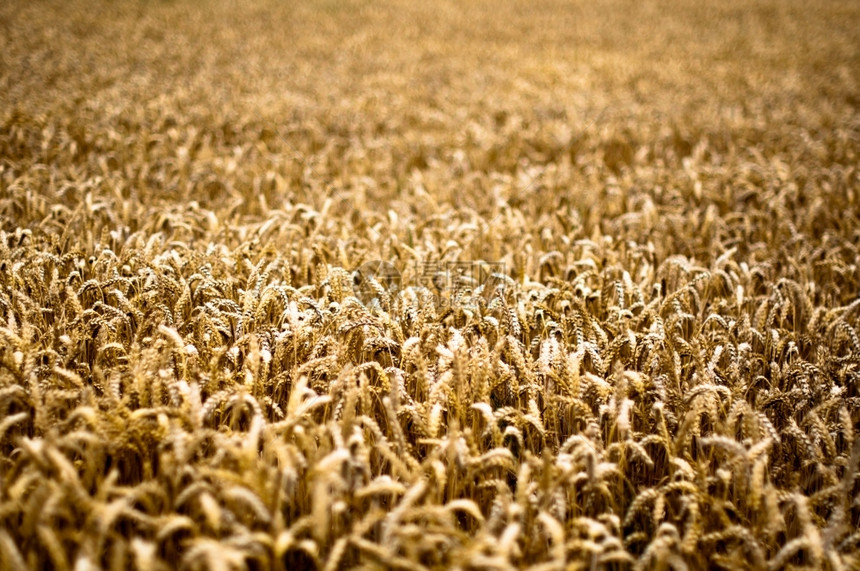 黄色的农田明日亮金色玉米田粮食图片