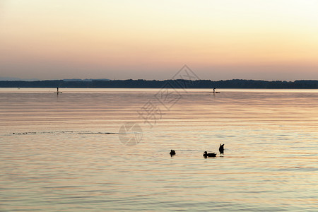 一对夫妇在湖边的日落时练习桨草平衡夏天冲浪图片