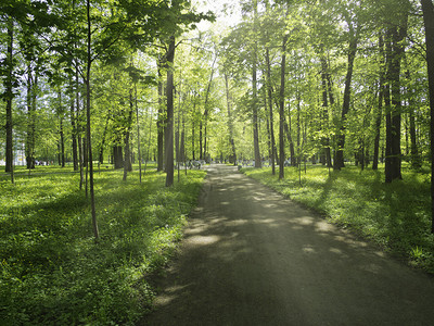 天季节气公园的走道被太阳光照亮在树林中间的公园里阳光照亮了图片