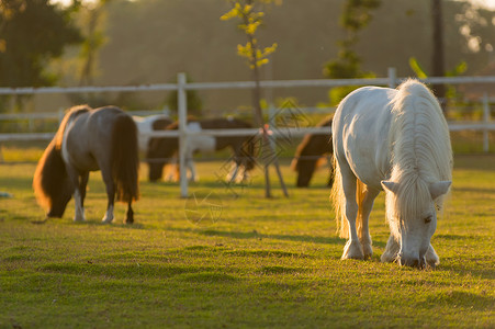 天小矮人骑着可爱的小矮人马在农场的绿草地上沙林马泰海兰小矮人马哺乳动物外部背景图片