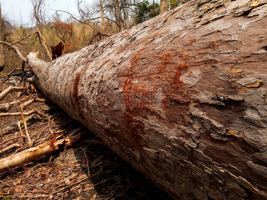 削减地面砍伐雨林森的毁行业图片