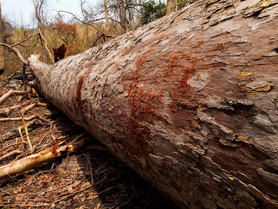 削减地面砍伐雨林森的毁行业烧伤高清图片素材