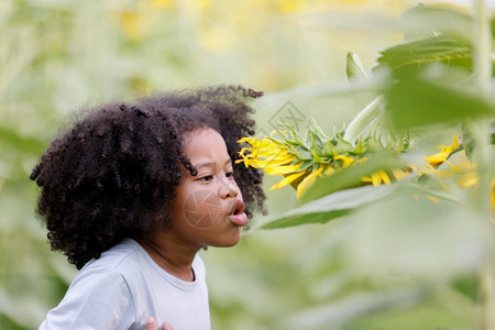 太阳的小卷发女孩对向日葵田的新鲜种子感兴趣嗅闻图片