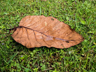 绿色草林秋叶和干落到草地上花的季节图片