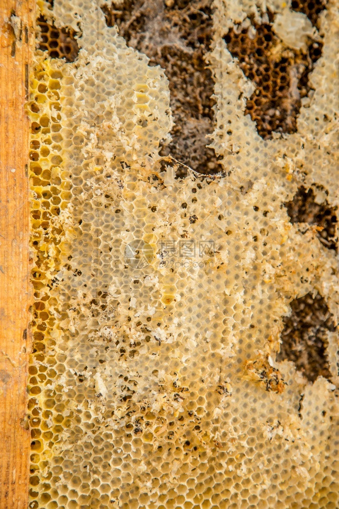 从蜂蜜的巢和蜡蛾洞穴中用蜂蜜的窝蜡蛾洞和webbingBeescrap将老鸟床架从蜂蜜的巢槽中用蜡蛾洞和网维护细节损害图片