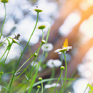 维加拉科绿色花瓣高清图片