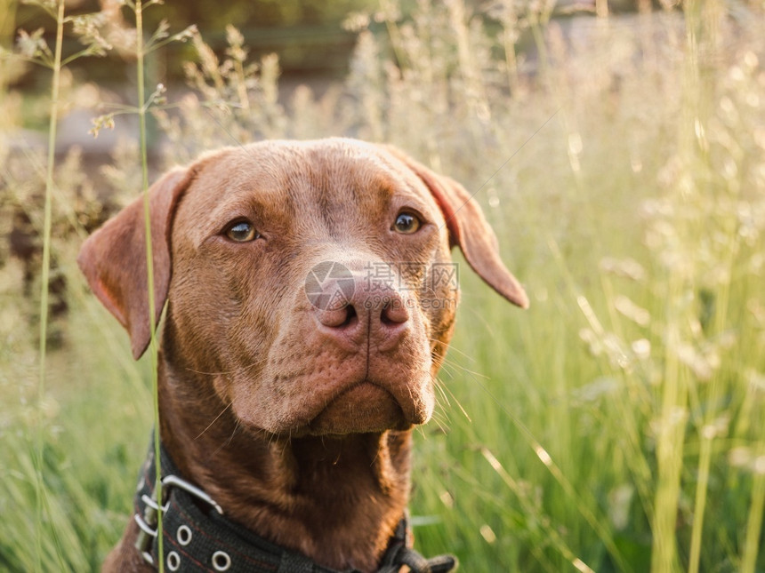 荒野可爱的巧克力彩色贴近户外日光概念关心教育服从训练养宠物抚育可爱的巧克力彩色切开可爱的小狗肖像花朵图片