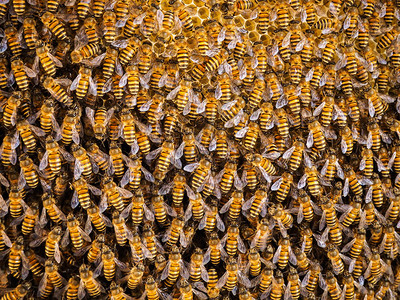 养蜂用巢中窝的工作组荒野花粉甜的图片