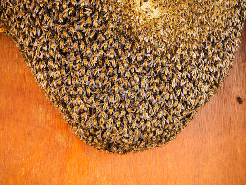 移动养蜂用巢中窝的工作组六边形昆虫图片