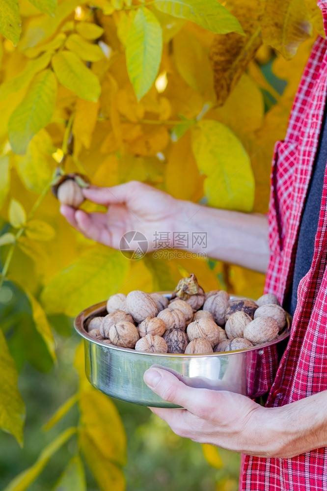 健康有价值的在秋天聚集美味的坚果男人拿着盒子装满新鲜的胡桃子在秋天收集美味的坚果生图片