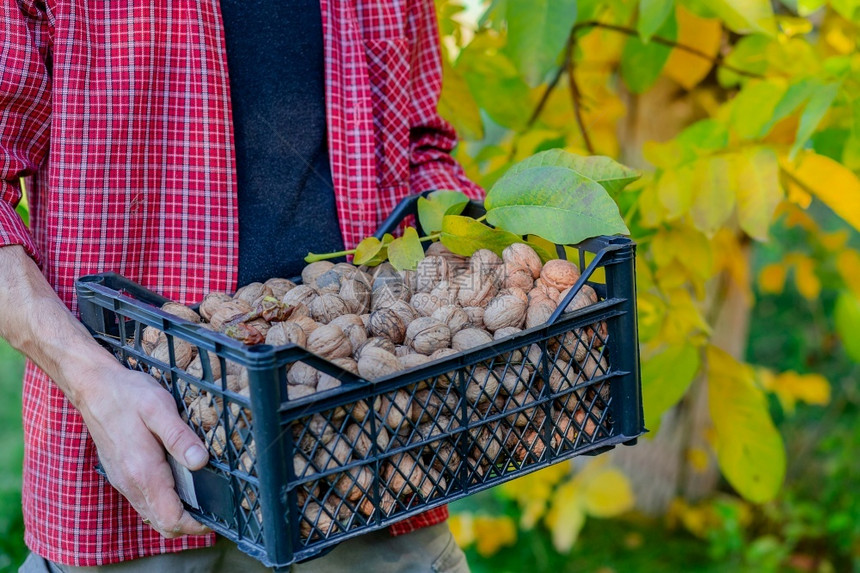 在秋天聚集美味的坚果男人拿着盒子装满新鲜的胡桃子在秋天收集美味的坚果生健康手指图片