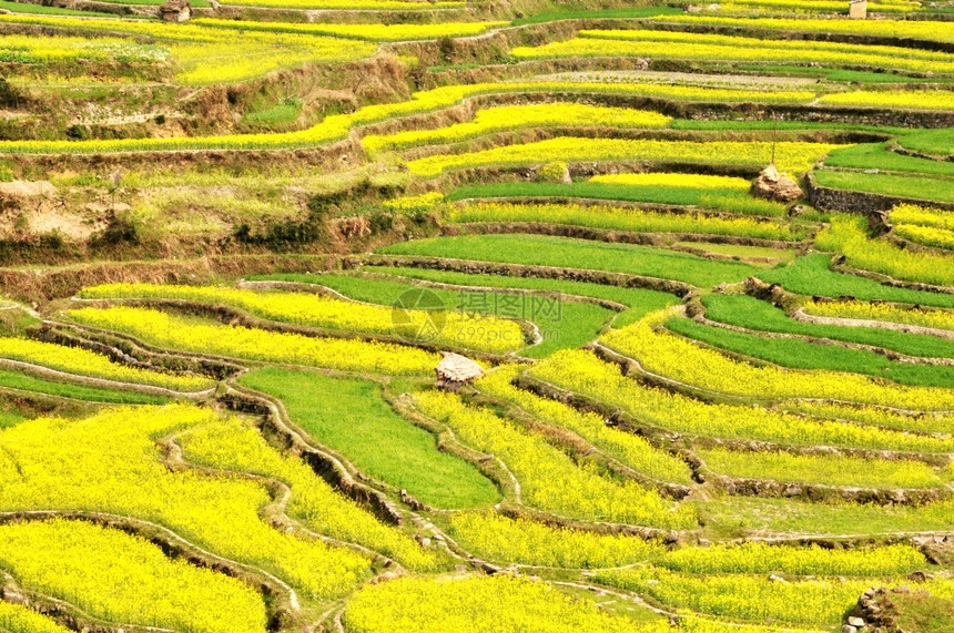 油菜花梯田图片