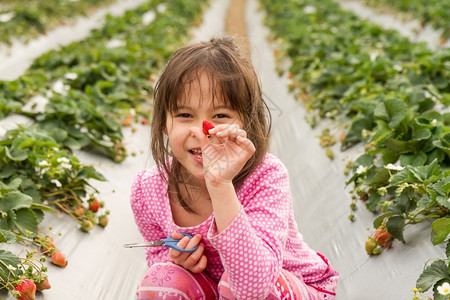 在草莓地上摘的亚洲女孩浆果夏天素食主义者图片