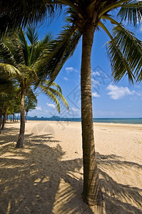 美丽的浪漫阳光明媚泰国美丽海滩异情调图片