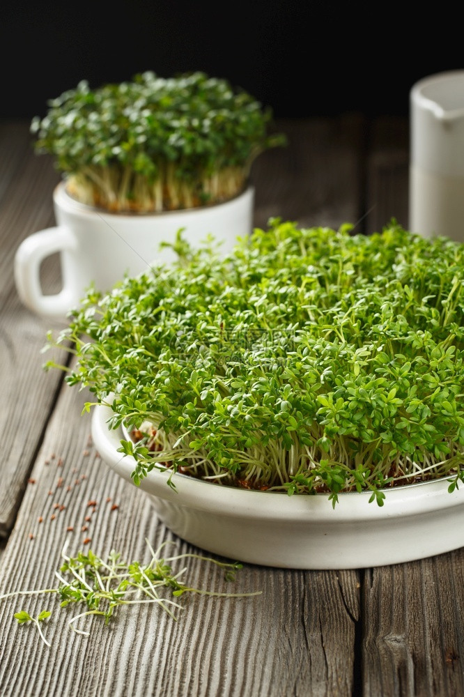 生的关闭水晶沙拉微绿色叶和花茎在Vegan家种植微绿子健康饮食概念发芽的种子微绿生长的树苗以及草豆瓣菜图片