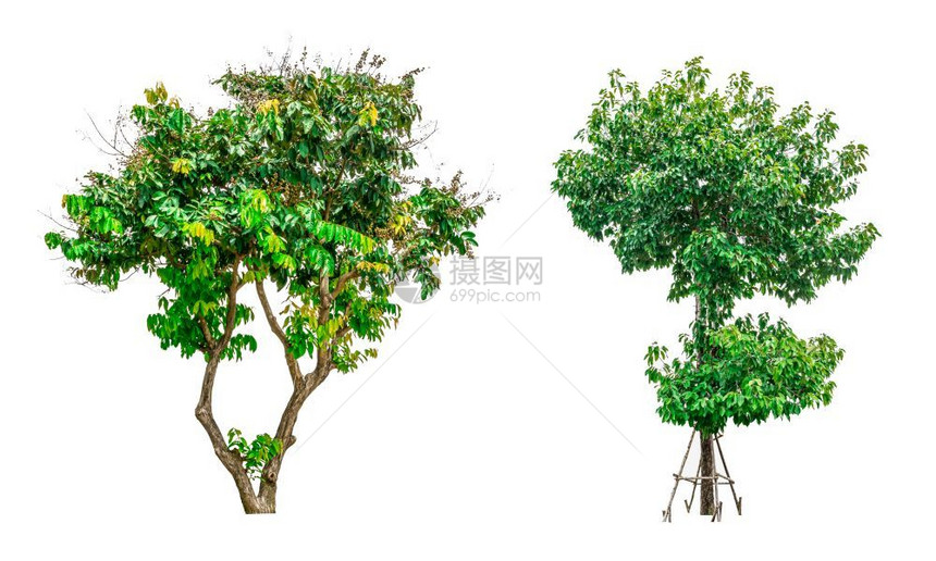 摄影收集白色背景上隔离的绿树用于建筑设计或装饰工作在建筑物设计或装饰工程中使用植物学为了图片