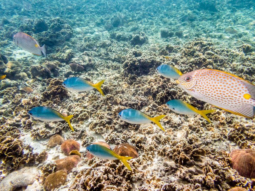 风景馕热带黄背Fusirier或CaesioXanthonota组的海底水下照片是一条美丽的海鱼在泰国KohNang元岛珊瑚礁上图片
