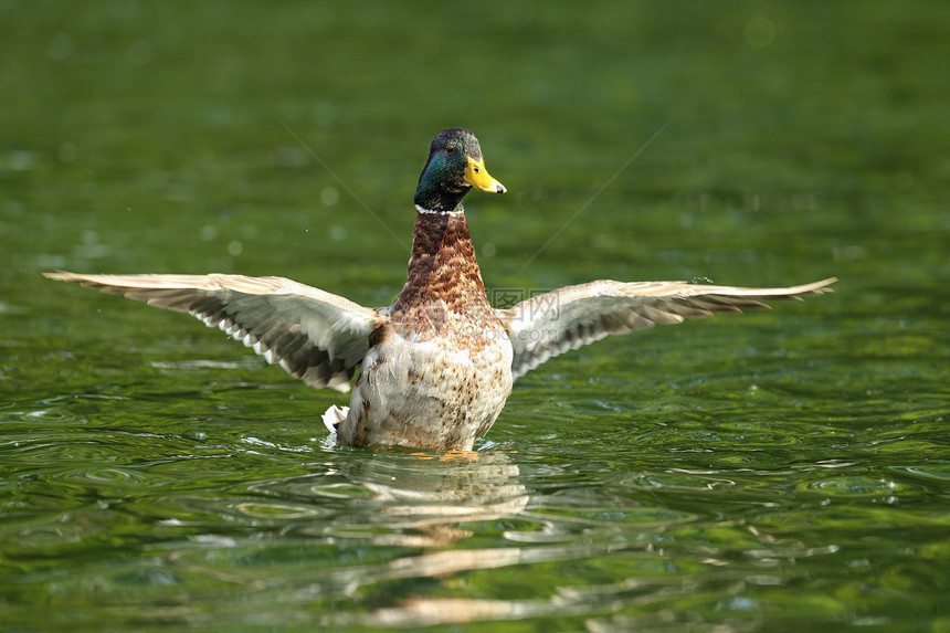 池塘上展开翅膀的鸭子图片