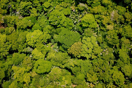 地质森林的空中观察保护荒野图片