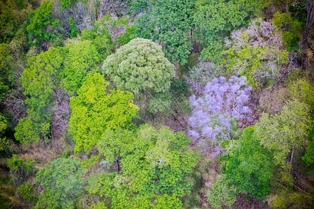 植物森林的空中观察质地丛林图片