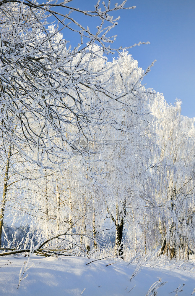 冬天雪覆盖了寒的树枝木上到处都是白雪桑尼的蓝天空中黄雪覆盖了秋冬的树丛自然分支机构黑色的图片