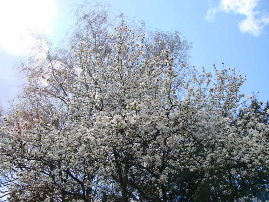 绿色白大木兰花朵在模糊的幕下白玛格努利亚花朵开在天空中颜色精彩的图片