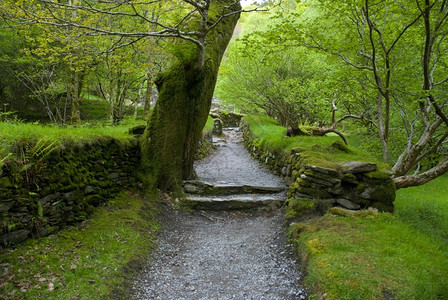 县爱尔兰深森林树叶石头图片