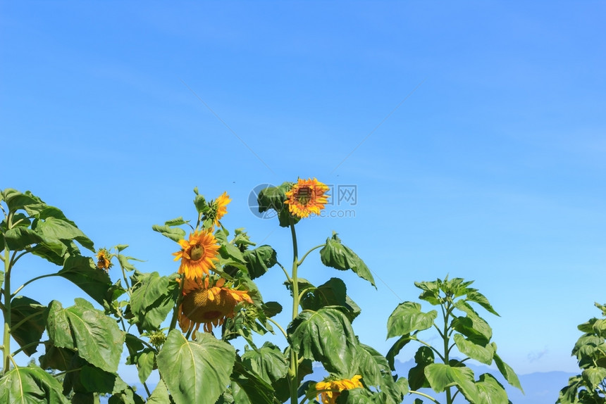 字段向日葵和美丽的天空九月自然图片