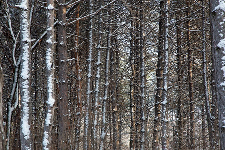 质地寒冷的白日风景色的寒冷天色树空图片