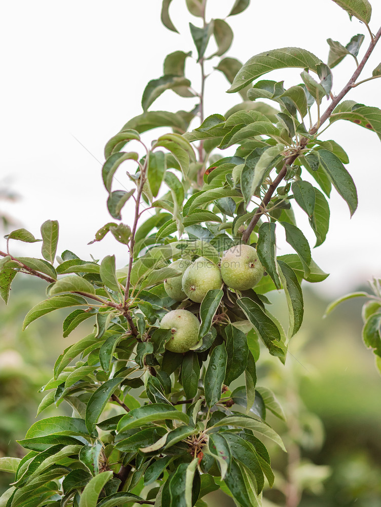 落下花园树上的青苹果在农场种植有机水果传统农业耕作与现代果树种植在花园上种植青苹果在农场种植有机水果摄影年轻的图片