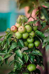 生长的花园树上小苹果在农场种植有机水果传统农业耕作与现代果树种植叶子图片