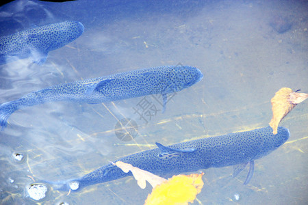 秋季养肺生产水中的虹鳟鱼养场的水中虹在水中游泳秋叶河鳍背景