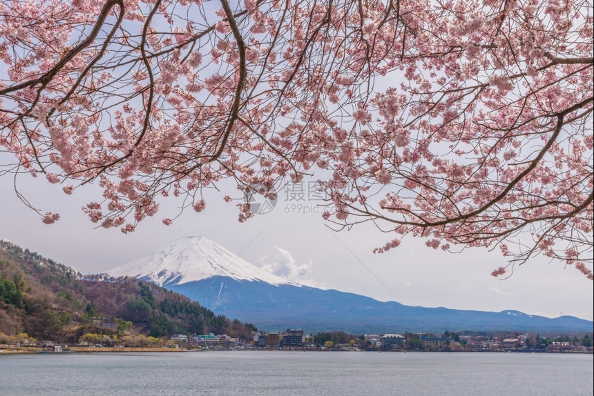 场景富士亚洲春天美丽的樱花与日本福建山一起图片