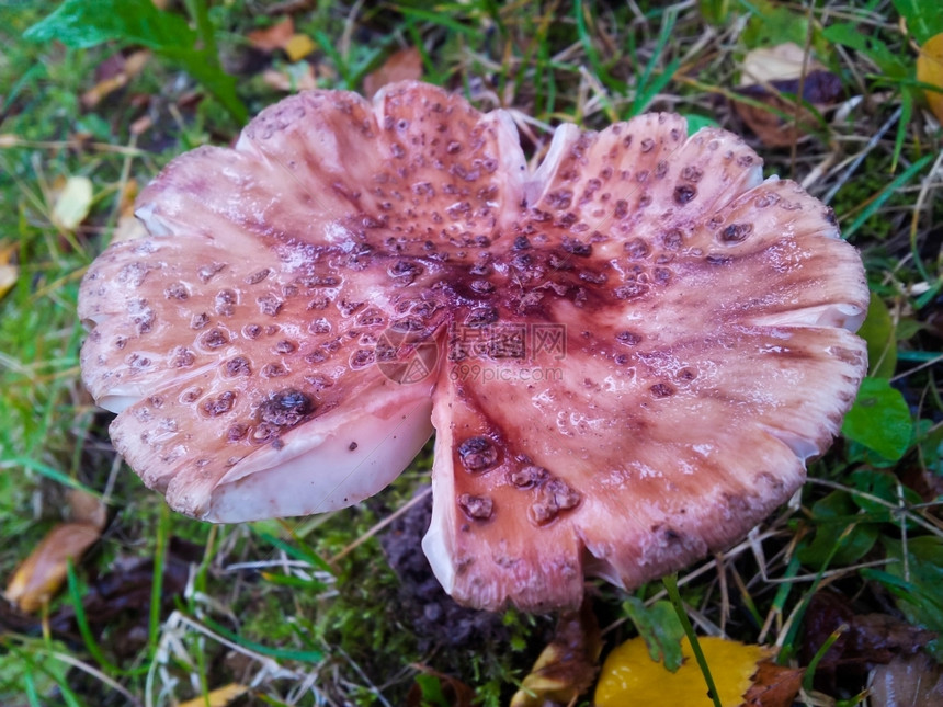 关注度甘蓝的蘑菇雨中狂暴戴着湿帽子红色的季节图片