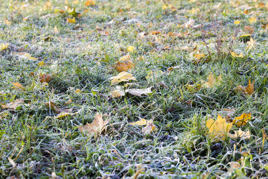 质地枝条早期的冬初冻结绿草和坠落黄玉树叶自然背景选择焦点冷冻的绿草图片