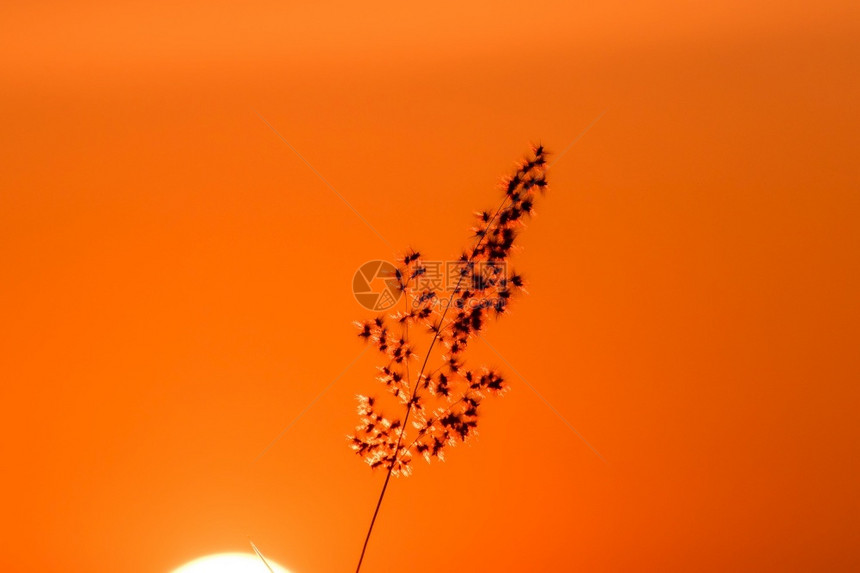 地貌木影草偏向于风橙色太阳的光底背景温暖倾斜优质图片