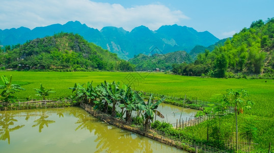 户外越南绿稻田和山丘的夏季风景越南夏天爬坡道图片