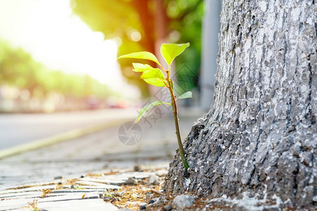 热带幼苗树叶新生命出的绿色假期增长在旧树上夏季概念图片