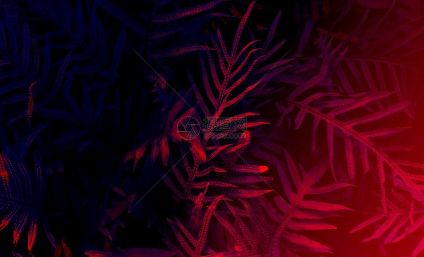 夜晚辉光黑背景的热带树叶林发光黑色线背景舞蹈图片