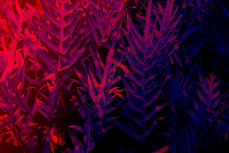 紫色黑光背景的热带树叶林发光黑色线背景叶子音乐图片