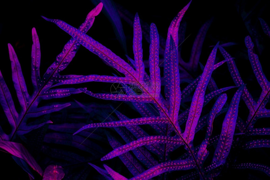 闪光电火花加工氖黑光背景的热带树叶林发光黑色线背景图片