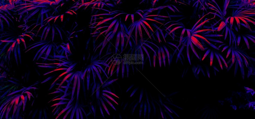墙纸夜晚黑光背景的热带树叶林发光线背景公园图片