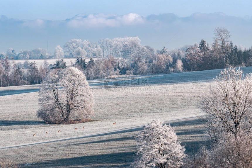 雪鹿冬季风景田野和蓝天空有冻着的树木下雪图片