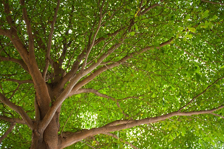 吠复制十月树叶和园中一棵的枝木图片