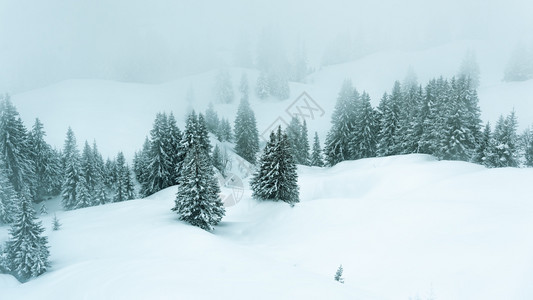 雪和雾覆盖树木的冬季风景充满寒冬幻想神秘喜怒无常图片