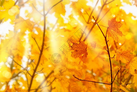 阳光透过金色树叶图片