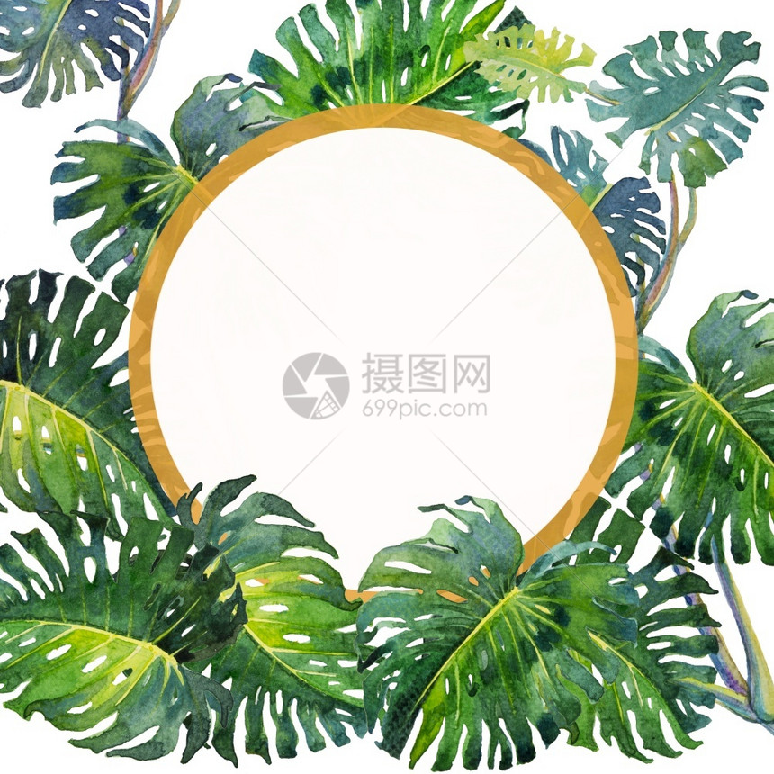 艺术的季节白底野外生长的热带树叶植物图画在白色背景上与世隔绝的荒野中生长热带树叶植物子图片