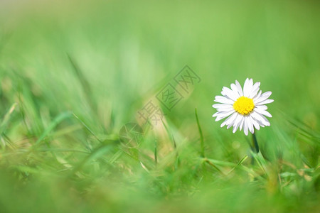 颜色美丽的绿草中白雏菊背景模糊阳光明媚的美丽春天背景自然概念特写绿草中的白雏菊背景模糊阳光明媚的春天背景自然概念植物群背景图片